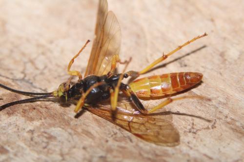 Ichneumon crispatorius